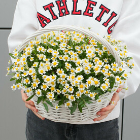 Корзинка с цветами "Ромашковый цвет"