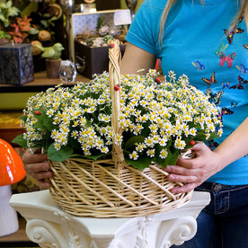 Корзина с ромашками "Раз ромашка, два ромашка...."