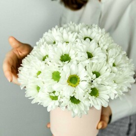 "Пломбир" с ромашковидной хризантемой в коробке