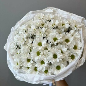 Хризантема ромашковая 5 шт