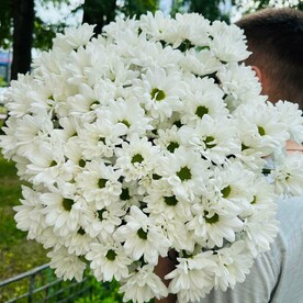 Хризантема ромашковая кустовая 15 шт