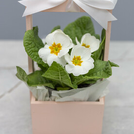 Примула в деревянном яз=щике