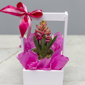 Гиацинт в деревянном ящике с лентой