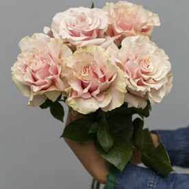 Французские розы Пинк Мондиаль