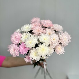 Кустовые хризантемы под ленту