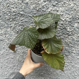 Бегония королевская