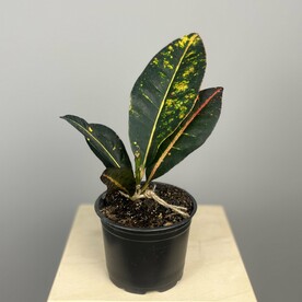 Комнатное растение Кротон