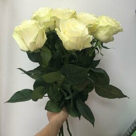 Роза Мондиаль 60-70 см 9 шт