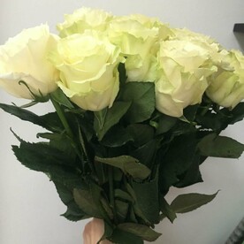 Роза Мондиаль 60-70 см 15 шт