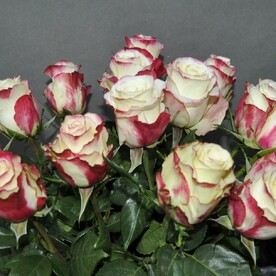 Букет из 15 эквадорских роз "Свитнесс"