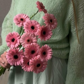 Гербера. Невинная простота