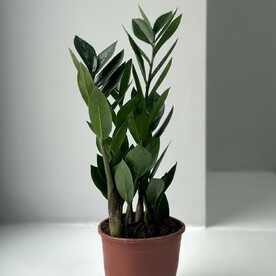 Замиокулькас (долларовое дерево)