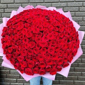 201 красная роза Рэд Наоми 70 см