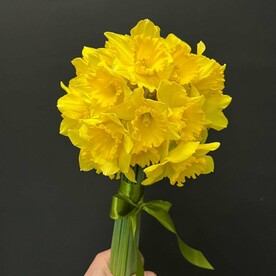 Весенние Нарциссы 25 шт