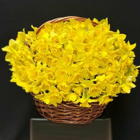 Яркие весенние Нарциссы в корзине 151 Нарцисс