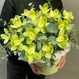 Зеленые Орхидеи Цимбидиум в коробке