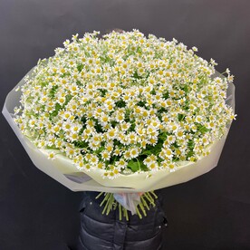 Полевые Ромашки 49 шт