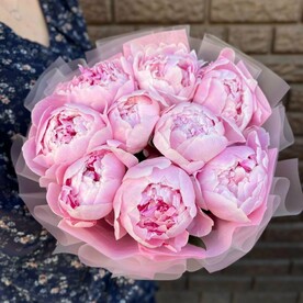 Розовые пионы Sarah 9 шт