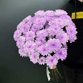 7 сиреневых хризантем