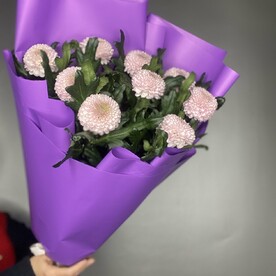 Хризантема Момоко 9 шт