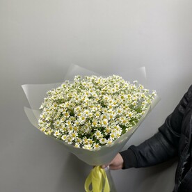 Ромашки луговые 49 шт