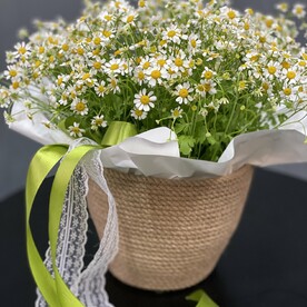 Ромашки в джутовом кашпо