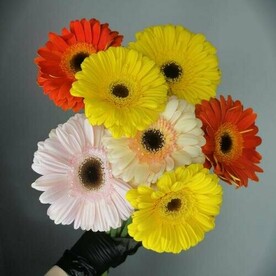 Гербера микс