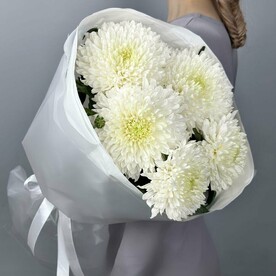 Хризантема Магнум