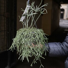 Рипсалис (лесной кактус)