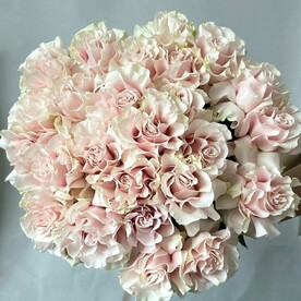 Французские розы Пинк Мондиаль