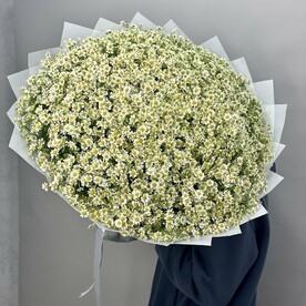 101 полевая ромашка