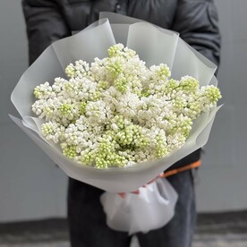 Сирень белый ароматный premium