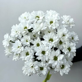 Букет из 5 кустовых хризантем, арт: 3117