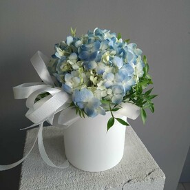 Гортензия в коробочке