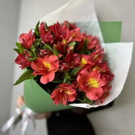 Красная Альстромерия в кульке