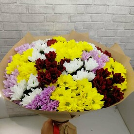 Хризантема кустовая