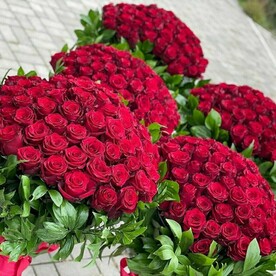 Розы 505 шт