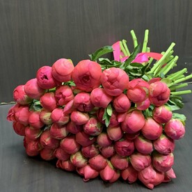 Пионы коралловые