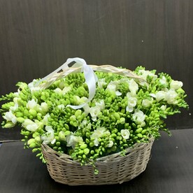 Фрезия белая в корзине