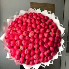 Пионы коралловые 101