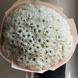 Хризантема 51