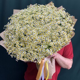 Ромашка кустовая 51