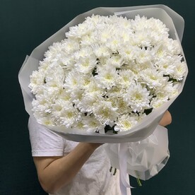 Хризантема кустовая 15