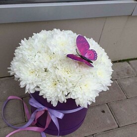 Хризантема в коробке