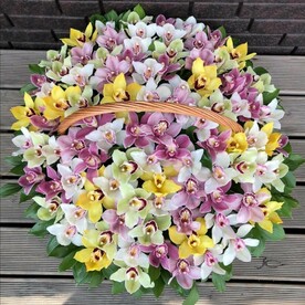 Орхидея цимбидиум