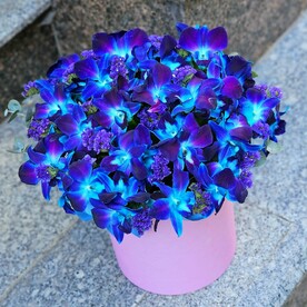 Космическая орхидея