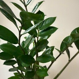 Замиокулькас