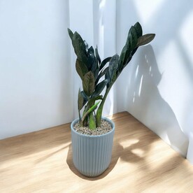 ЗАМИОКУЛЬКАС «Чёрный Ворон» в кашпо