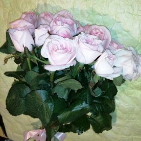 Розовые розы 11 шт