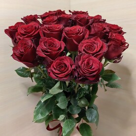 Роза Эксплорер х 19